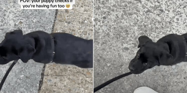 Video: Labrador Puppy Keeps Checking if Owner Is Having Fun Too on Their Walk