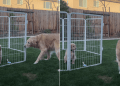 Golden Retriever Puppy Scares Senior Dog Away During First Meeting