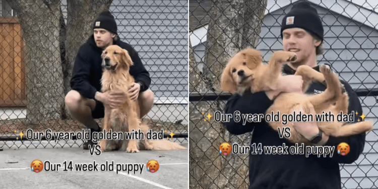 Video: Owner Shows How Different Dog & Puppy Behave With Dad