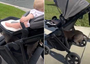 Video: Staffy Knows How to Perfectly Land on Baby’s Stroller