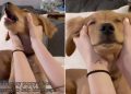 Video: Golden Retriever Puppy Gets Face Massage Before Nap
