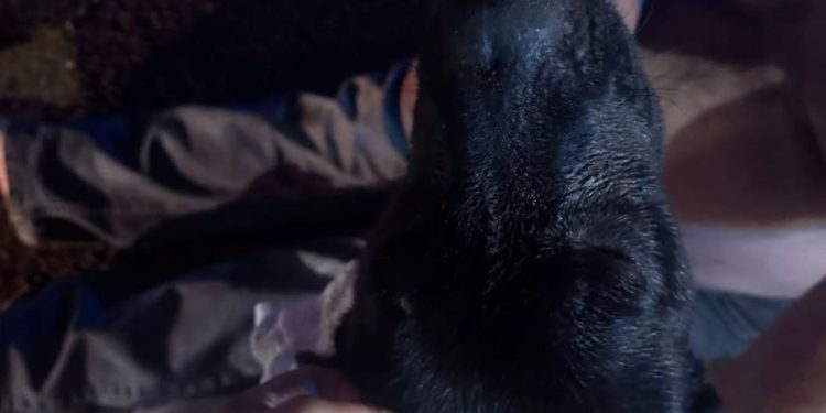 Dog Saved After Being Found Trapped Next to Burning Home