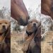 Golden Retriever Puppy Reacts to Horse Coming Near Her in Adorable Video