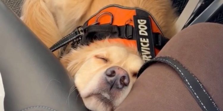 Video: Golden Retriever Can Barely Stay Awake While Flying