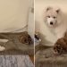 Video Shows Dog & Cat Going From Sleeping Apart to Sleeping Together