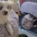 Video: Puppy Has a Bed but Hasn’t Been Using It Right
