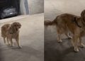 Golden Retriever’s Hide-and-Seek Game Ends With a Funny Reaction