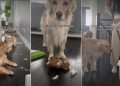 Video: Owner Shows What Cleaning House With Dogs Looks Like
