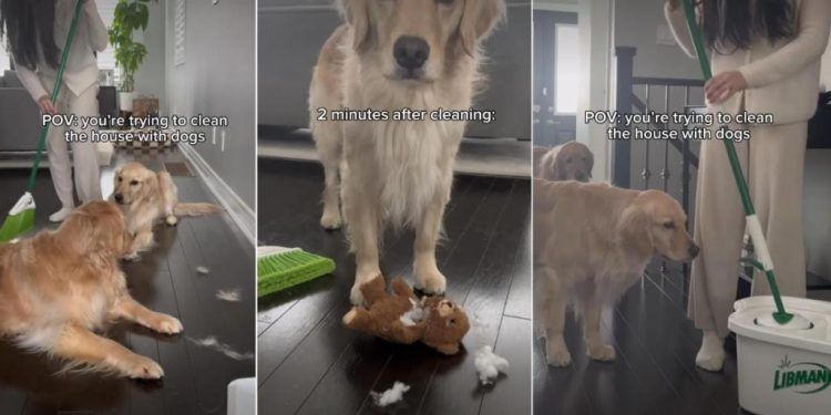 Video: Owner Shows What Cleaning House With Dogs Looks Like