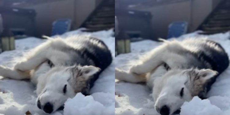 Video: Rescue Husky Enjoys Relaxing Nap Time in Snow