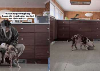 Video: Pit Bull Puppy Becomes ‘Super Excited’ for Breakfast