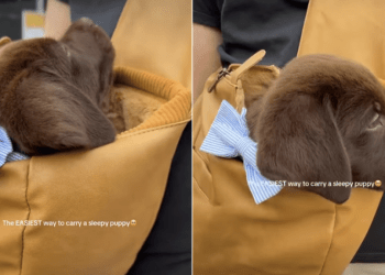 Video: Owner Reveals Cutest Way To Carry Labrador Puppy