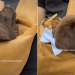 Video: Owner Reveals Cutest Way To Carry Labrador Puppy