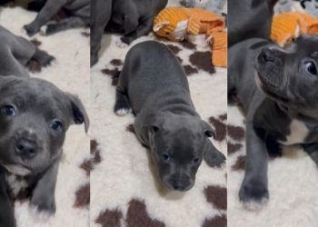 Video: Staffy Pup’s Cute Antics To Get Picked up Melts Hearts