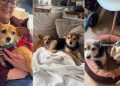 Dog Gets Spoiled by Foster Mom the Night Before Leaving for Forever Home