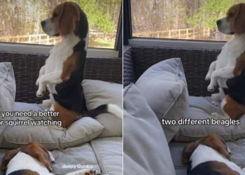 Dog Balances on Pillow for a Better View of Squirrels
