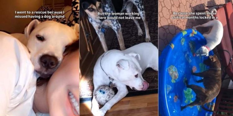 Rescue Dog That Almost Didn’t Get Adopted Has Spent 15 Years With Mom