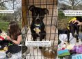 Shelter Dog Once Homeless Is ‘Nervous’ on a Day Trip but Learns To Relax