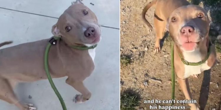 Shelter Dog Leaves Kennel for His First Walk in Days & It Goes Like This