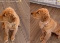 Golden Retriever Puppy Adorably Slips Whenever She Sits