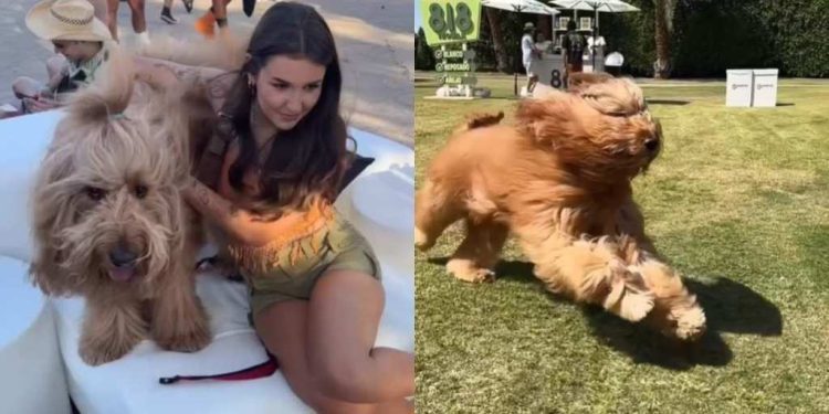Goldendoodle Is an ‘Influencer’ Worth Meeting at Coachella