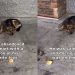 Dog Abandoned at Walmart With All His Toys Just Wants a Second Chance