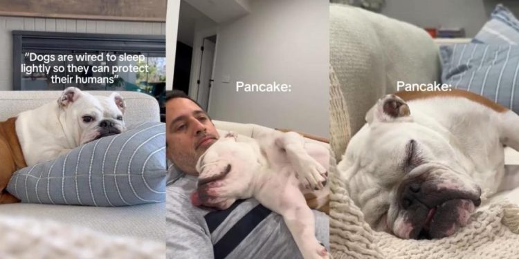 Owner Captures Dog’s Undeniable Love for Sleeping