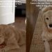 Golden Retriever Uses a Clever, Fruitful Trick To Get Mom Out of Bed
