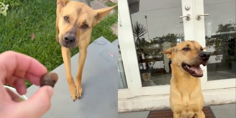 Rescue Dog Puts Head in Bucket but Listens to Dad When He Asks Him To Stop