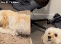 Tiny Dog Finally Catches Sock After Little Help From Owner
