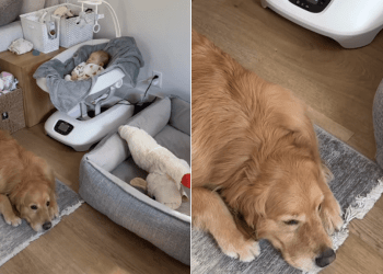 Golden Retriever Chooses To Sleep Close to the Baby Over Anywhere Else