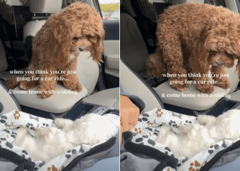 Dog Can’t Believe Her Eyes as Owners Bring New Furry Brother