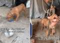 Rescue Dog Tied up for Life Swaps Chains for Car Rides & Beach Trips