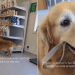 Senior Golden Retriever Takes Herself for a Walk While Waiting at the Vet