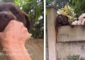Dogs Peek Over the Wall at Neighbor’s House Only To Get Pets From Her