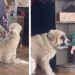 Giant Puppy Plays With Little Baby Just To Be Close Enough To Love Him