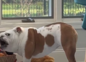 Dog Immediately Blames Owner After Not Finding Favorite Toy