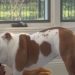 Dog Immediately Blames Owner After Not Finding Favorite Toy