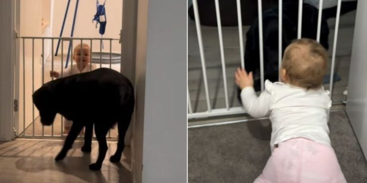 Labrador Gently Greeting Little Girl With Happy Tail Wags Is Pure BFF Energy