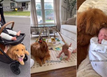 Golden Retrievers Aren’t Replaced by Baby but Turn Into Protectors & So Much More