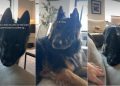 Dog Rests Chin on Sofa To Ask Owner if He Could Come Up