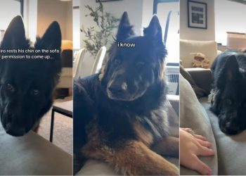 Dog Rests Chin on Sofa To Ask Owner if He Could Come Up