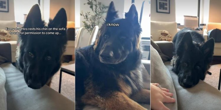 Dog Rests Chin on Sofa To Ask Owner if He Could Come Up