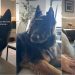 Dog Rests Chin on Sofa To Ask Owner if He Could Come Up