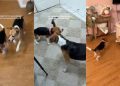 Rescue Dog Experiences First Zoomies & Knows This Is How Life Should Be