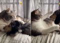 Dog Adorably Hugs Cat Sibling as Part of Morning Ritual