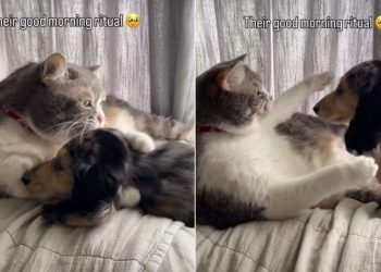 Dog Adorably Hugs Cat Sibling as Part of Morning Ritual