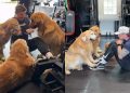 This Is What Working Out With 4 Golden Retrievers Looks Like