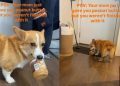 Corgi Is Not Ready To Give Back Peanut Butter Jar to Mom