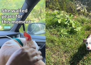 Deaf Rescue Dog Was Once Caged, but Now Runs Free & Cuddles in Dad’s Arms
